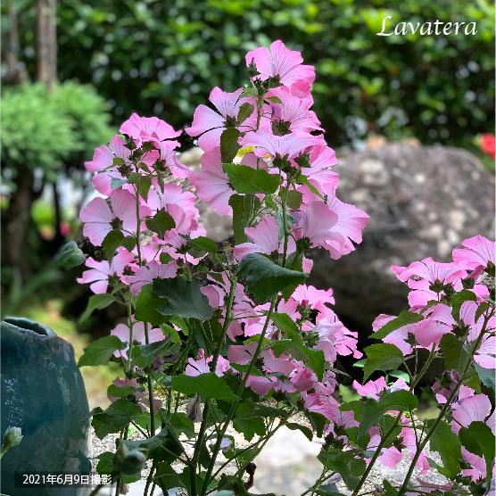 ラバテラ(花アオイ）　9cmポット1苗 |  | 02