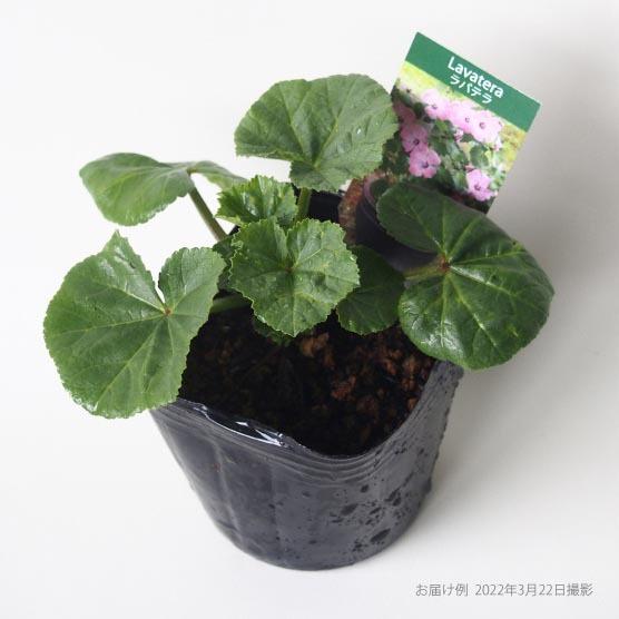 ラバテラ(花アオイ）　9cmポット1苗 |  | 03