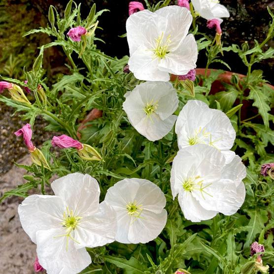 本月見草（夜咲き・白）9cmポット 1苗 | 