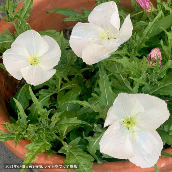 本月見草（夜咲き・白）9cmポット 2苗 |  | 01