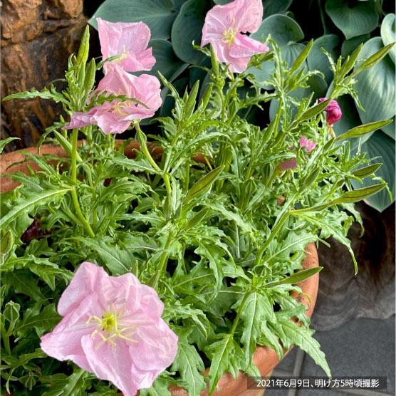 本月見草（夜咲き・白）9cmポット 2苗 |  | 02