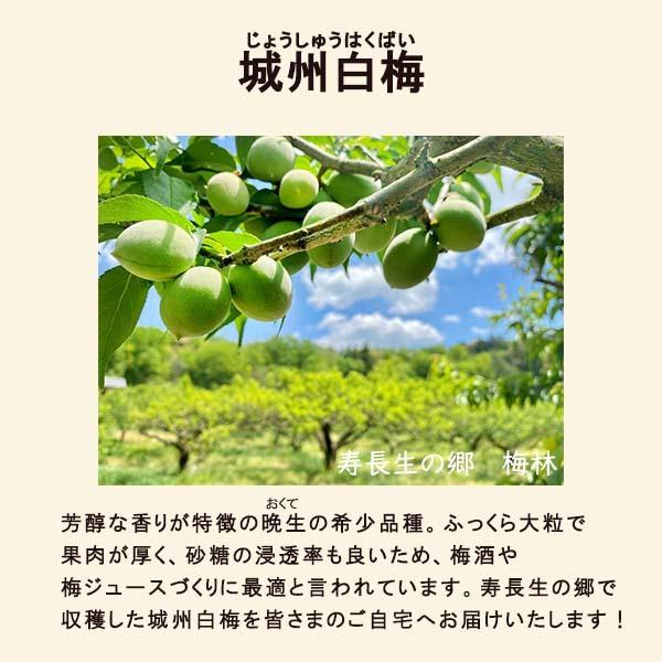 叶匠壽庵 【2026予約販売】城州白梅（じょうしゅうはくばい）1kg