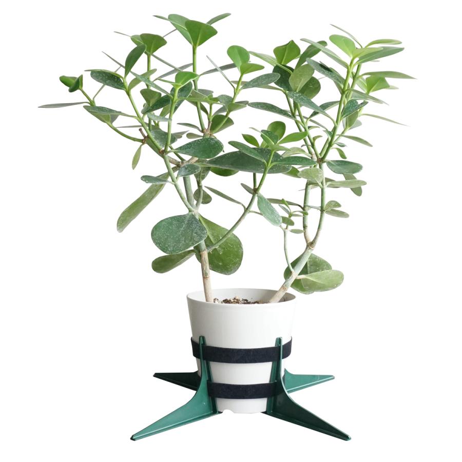 鉢転倒ストッパーｓ 小鉢用 5号 8号鉢対応 受け皿なし用 植木鉢を倒れないように 台風対策 暴風対策 鉢 転倒防止 関西化工 Hts 001s 水処理部品の関西化工株式会社 通販 Yahoo ショッピング