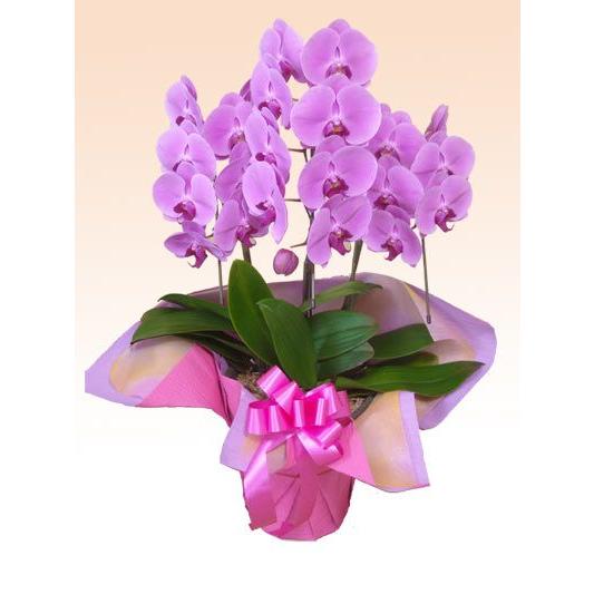 最適な材料 胡蝶蘭 ３本立胡蝶蘭ギフト お買い得 ピンク色 F3k P 観葉植物 胡蝶蘭のオアシス 通販 Yahoo ショッピング 最安値挑戦 Www Maxipiso Com Ar