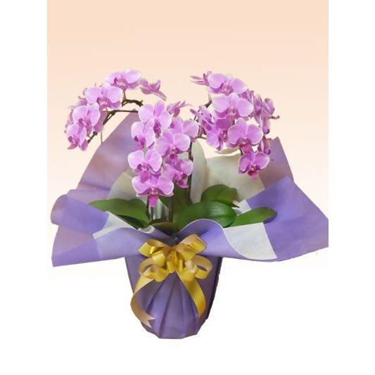 超大特価 胡蝶蘭 ミディ ３本立胡蝶蘭ギフト 濃いピンク色 高さ約40 50cm F3m R 観葉植物 胡蝶蘭のオアシス 通販 Yahoo ショッピング 高知インター店 Web Escgroup Com