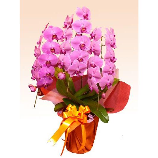 胡蝶蘭　３本立胡蝶蘭ギフト（スタンダード・ピンク色）