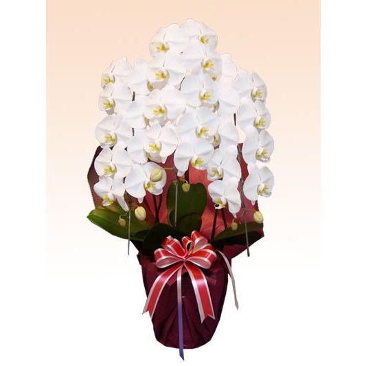 日本全国送料無料 胡蝶蘭 ３本立胡蝶蘭ギフト スタンダード 白色 F3s W 観葉植物 胡蝶蘭のオアシス 通販 Yahoo ショッピング 爆売り Pandas Com Br