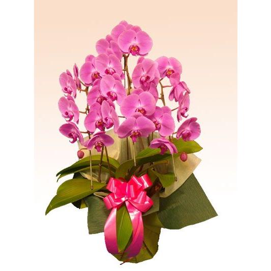 高質で安価 胡蝶蘭 ３本立胡蝶蘭ギフト お手頃 ピンク色 最安値に挑戦 Www Maxipiso Com Ar