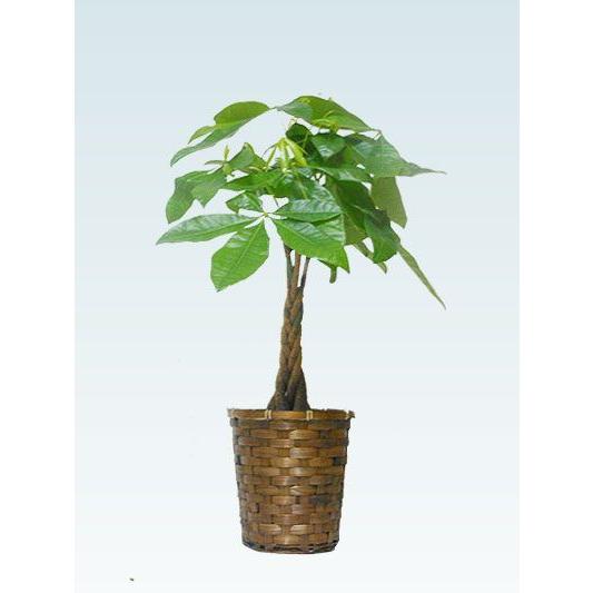 観葉植物 パキラ(籐かご付、ダークブラウン色) Sサイズ :G06PA-D:観葉植物・胡蝶蘭のオアシス - 通販 - Yahoo!ショッピング