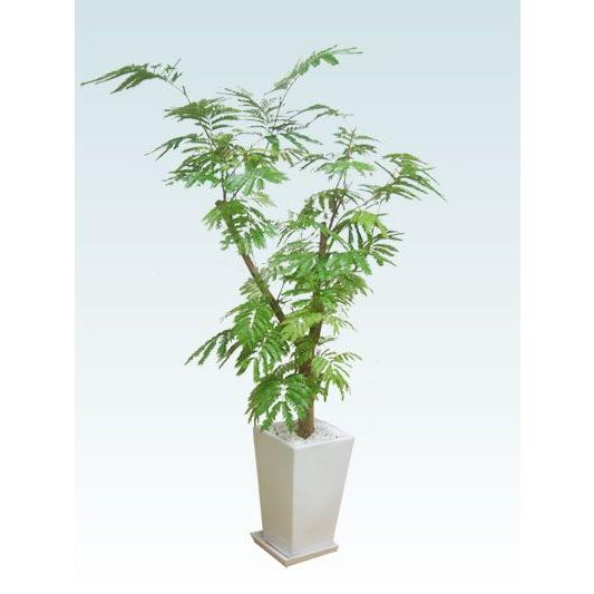 観葉植物 エバーフレッシュ 陶器鉢植込み スクエアタイプ白色 スタイリッシュ Www Clubdeportivojosevalenciano Com