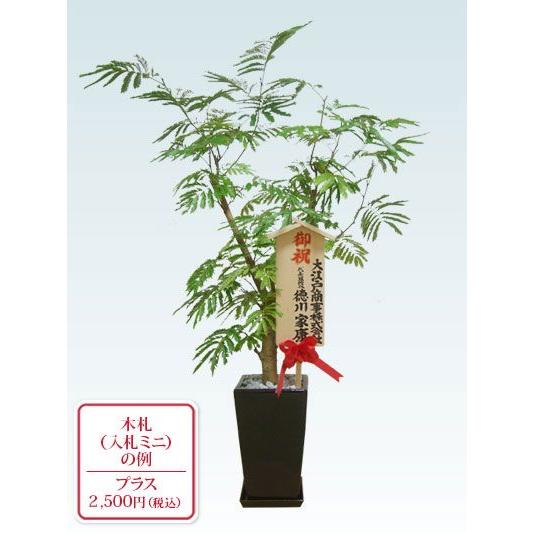 観葉植物　エバーフレッシュ(陶器鉢植込み、スクエアタイプ黒色)　スタイリッシュ｜kanyoshokubutsu｜05