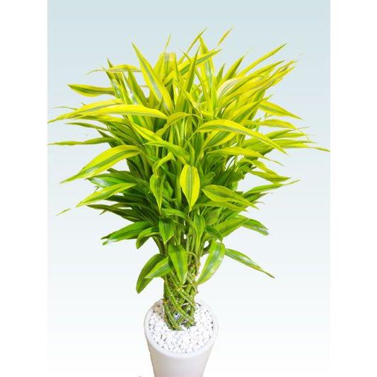 観葉植物 ミリオンバンブー 陶器鉢植込み ラウンドタイプ白色 スタイリッシュ G07mi S1 観葉植物 胡蝶蘭のオアシス 通販 Yahoo ショッピング