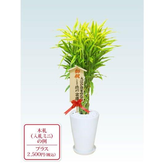 観葉植物 ミリオンバンブー 陶器鉢植込み ラウンドタイプ白色 スタイリッシュ G07mi S1 観葉植物 胡蝶蘭のオアシス 通販 Yahoo ショッピング