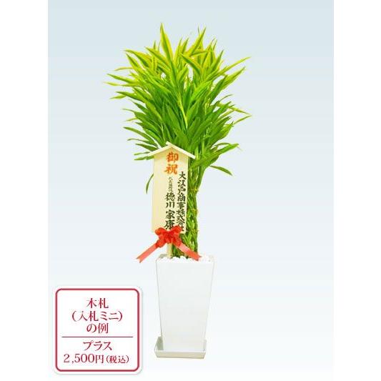 観葉植物　ミリオンバンブー(陶器鉢植込み、スクエアタイプ白色)　スタイリッシュ｜kanyoshokubutsu｜05