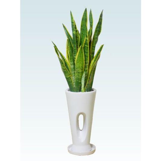 高知インター店 観葉植物 サンセベリア 陶器鉢植込み 穴あきタイプ白色 スタイリッシュ G07sa S4 観葉植物 胡蝶蘭のオアシス 通販 Yahoo ショッピング 最新の激安 Newsite Accurateappraise Com