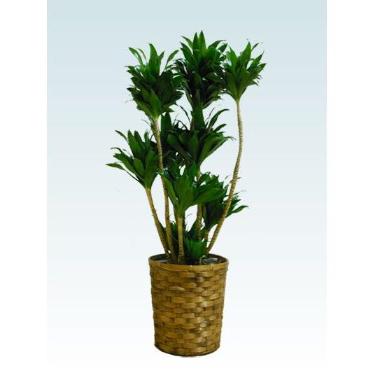 観葉植物　ドラセナコンパクター(籐かご付、ダークブラウン色)　Ｍサイズ
