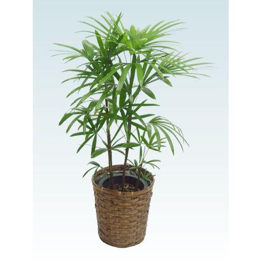 安心の定価販売 観葉植物 シュロチク 籐かご付 ダークブラウン色 ｍサイズ 交換無料 M Mahdi Net