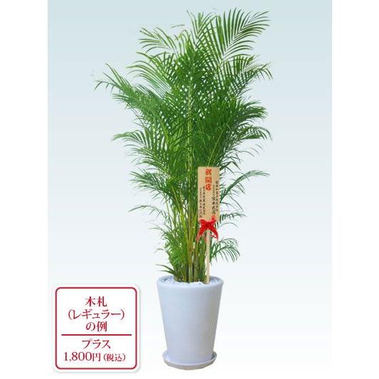 観葉植物　アレカヤシ(陶器鉢、ラウンドタイプ白色) Lサイズ　スタイリッシュ　高さ約170〜200cm｜kanyoshokubutsu｜04