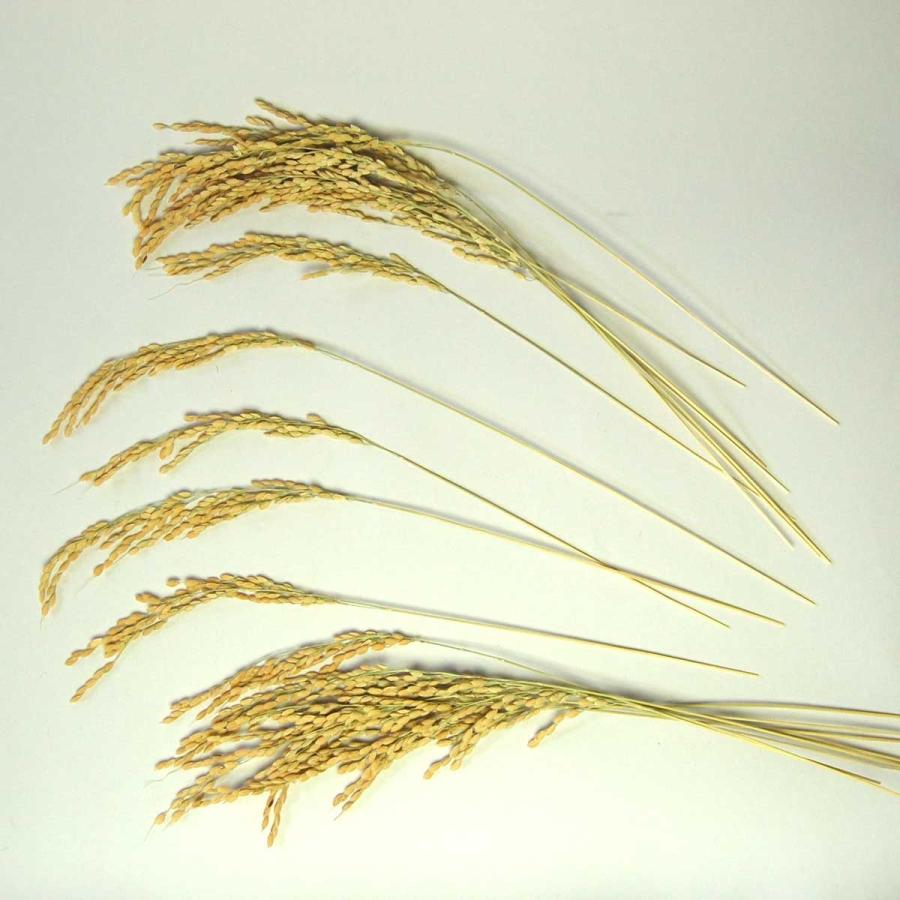 稲穂 ナチュラル素材 いなほ 本入 しめ縄 縁起物飾り等 製作用 お正月 16 1015 花王堂ねっと店yahoo 店 通販 Yahoo ショッピング