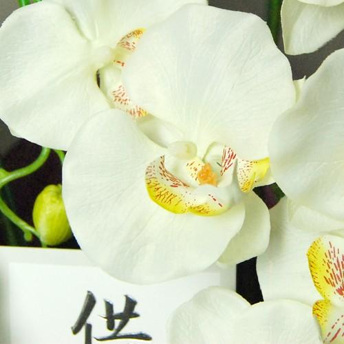 胡蝶蘭造花　光触媒加工済・ファレノ５本立　送料無料　『お悔やみ・葬儀・お供えの贈り物に』 |  | 01