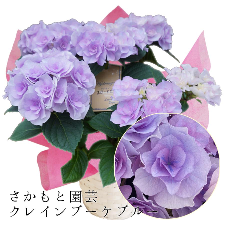 クレインブーケブルー 母の日 達人のあじさい さかもと園芸 ポージィ