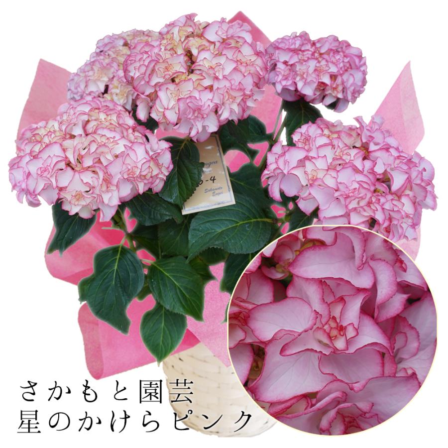 星のかけらピンク 母の日 達人のあじさい さかもと園芸 ポージィブーケ