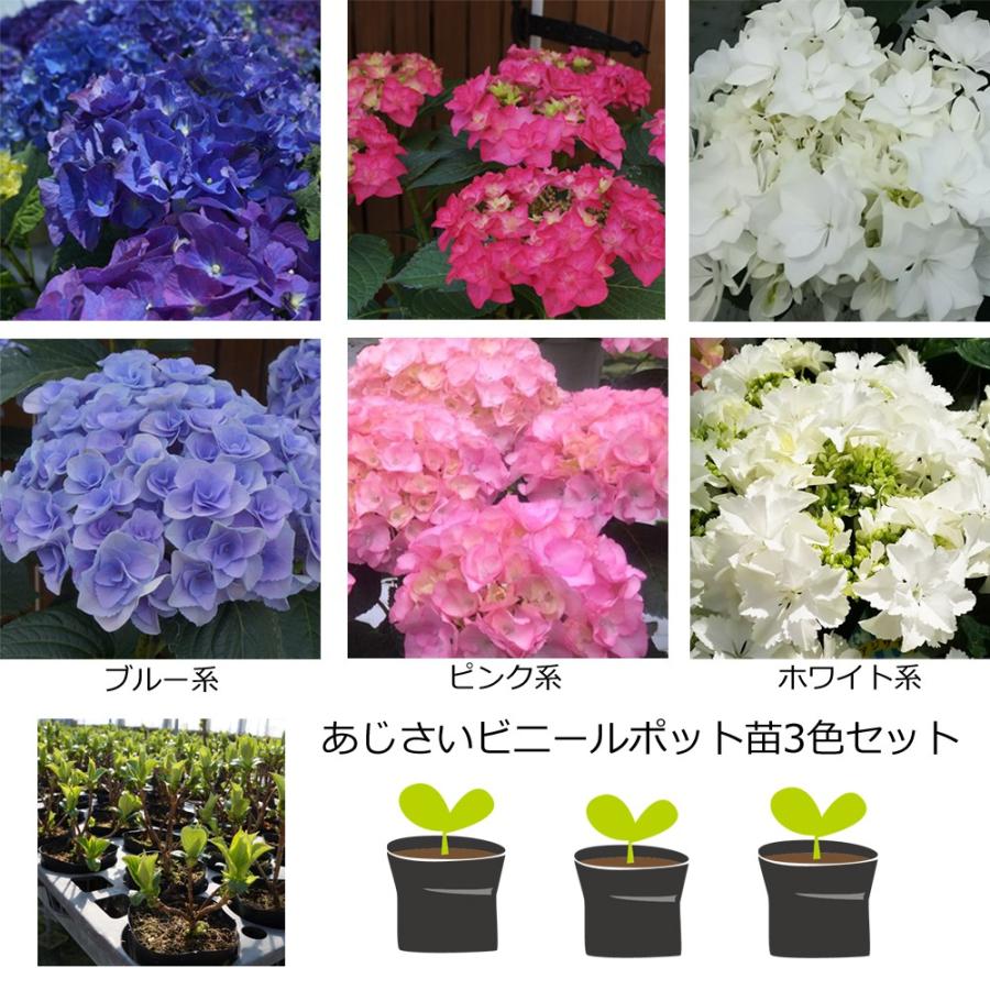 さかもと園芸あじさい苗 3ポットセット 1年物苗 ポット苗 3 5号ポット あじさい Ajisai 3potnae01 群馬の鉢花カオプストア 通販 Yahoo ショッピング