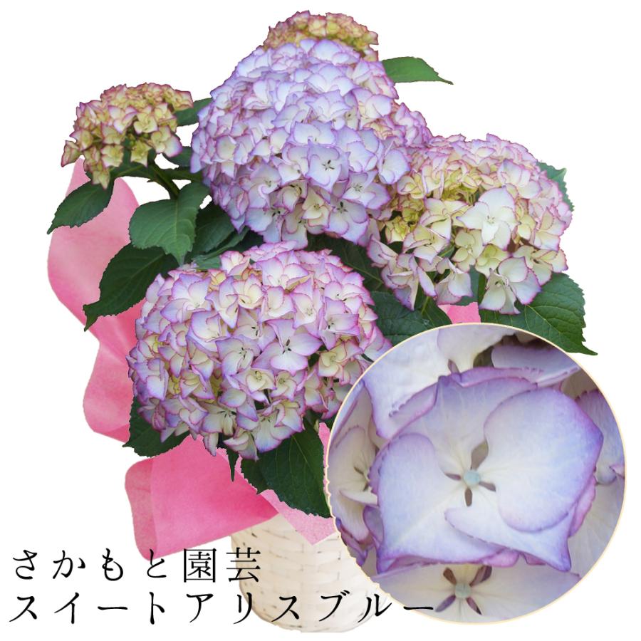 スイートアリスブルー 母の日 達人のあじさい さかもと園芸 プレゼント アジサイ 鉢植え 鉢花 Ajisai A Blue01 群馬の鉢花カオプストア 通販 Yahoo ショッピング