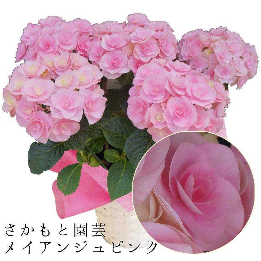 メイアンジュピンク 母の日ギフト 達人のあじさい さかもと園芸 プレゼント アジサイ 鉢植え 鉢花 Ajisai A R 群馬の鉢花カオプストア 通販 Yahoo ショッピング