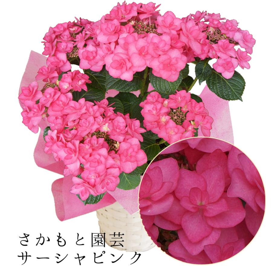 サーシャピンク 母の日 達人のあじさい さかもと園芸 プレゼント アジサイ 鉢植え 鉢花 Ajisai B Pink01 群馬の鉢花カオプストア 通販 Yahoo ショッピング