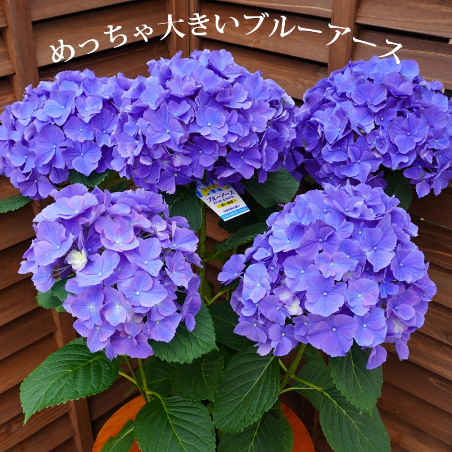 ブルーアース 碧い地球 母の日 達人のあじさい さかもと園芸 ブルーアース 碧い地球 母の日 達人のあじさい さかもと園芸