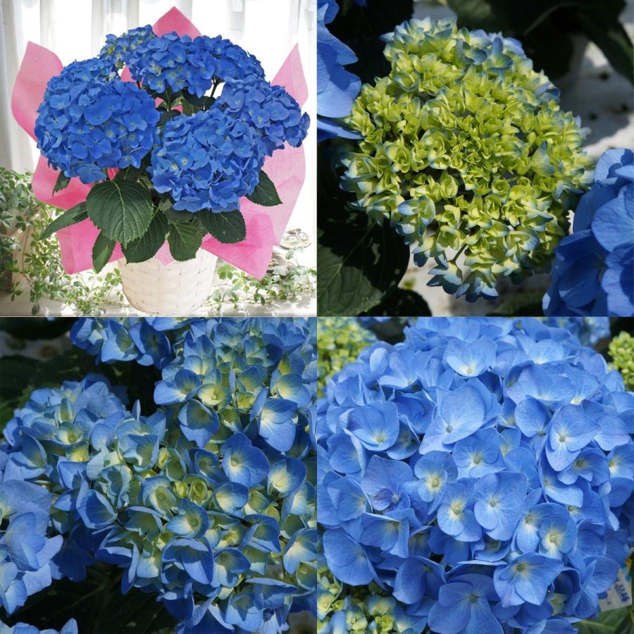 ブルーダイヤモンド 母の日 達人のあじさい さかもと園芸 ユングフラウ お祝い プレゼント アジサイ 鉢植え 送料無料 鉢花 Ajisai Bluedaia01 群馬の鉢花カオプストア 通販 Yahoo ショッピング
