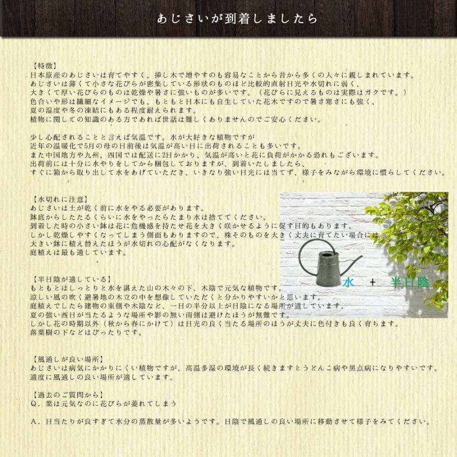 ブルーダイヤモンド 母の日 達人のあじさい さかもと園芸 ユングフラウ お祝い プレゼント アジサイ 鉢植え 送料無料 鉢花 Ajisai Bluedaia01 群馬の鉢花カオプストア 通販 Yahoo ショッピング