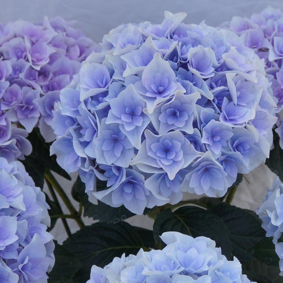 エリーブルー 母の日ギフト 達人のあじさい さかもと園芸 プレゼント アジサイ 鉢植え 鉢花 Ajisai C B 群馬の鉢花カオプストア 通販 Yahoo ショッピング