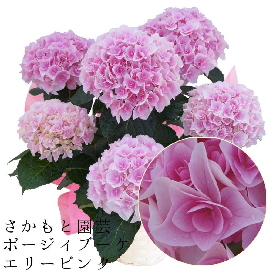エリーピンク 母の日ギフト 達人のあじさい さかもと園芸 プレゼント アジサイ 鉢植え 鉢花 Ajisai C R 群馬の鉢花カオプストア 通販 Yahoo ショッピング