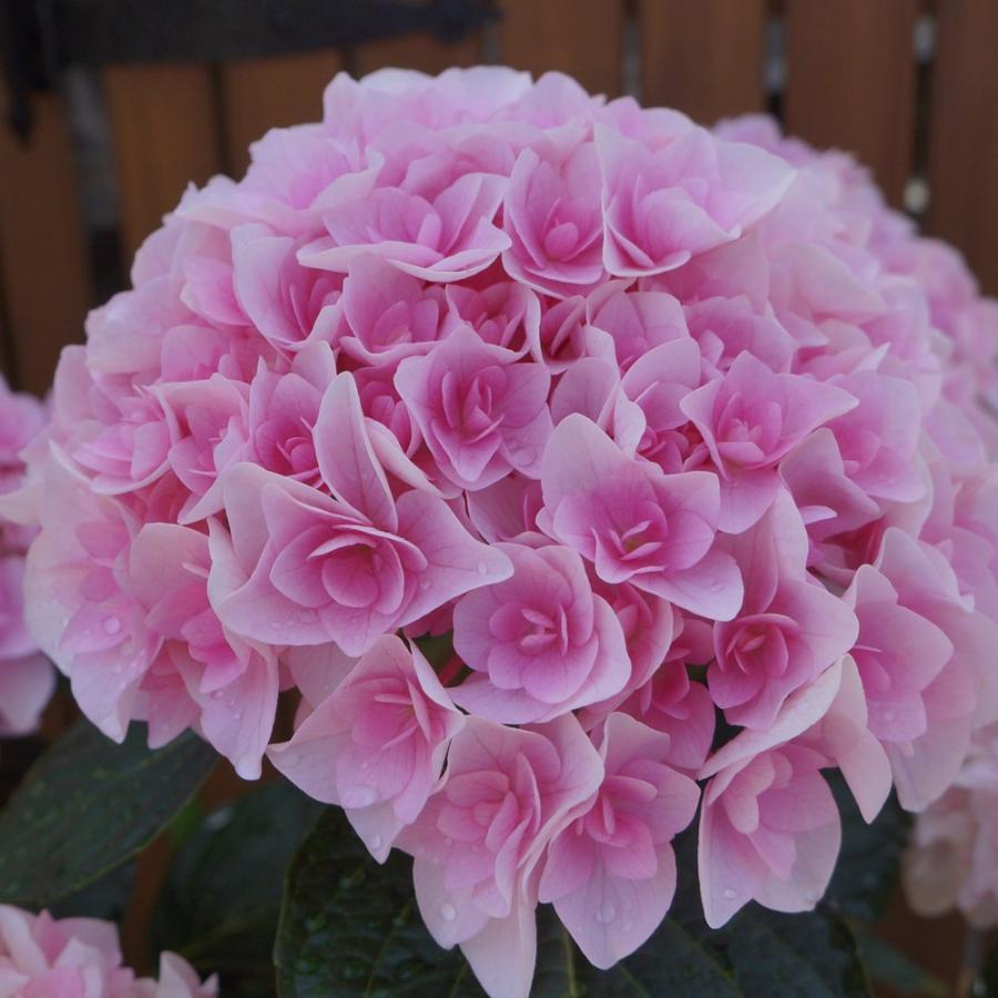 エリーピンク 母の日ギフト 達人のあじさい さかもと園芸 プレゼント アジサイ 鉢植え 鉢花 Ajisai C R 群馬の鉢花カオプストア 通販 Yahoo ショッピング