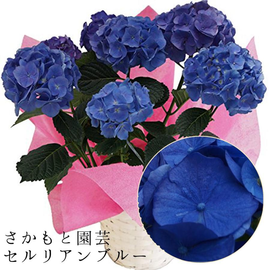 セルリアンブルー 母の日 達人のあじさい さかもと園芸 ポージィブーケ プレゼント アジサイ 鉢植え 送料無料 鉢花 Ajisai Ceruleanblue01 群馬の鉢花カオプストア 通販 Yahoo ショッピング
