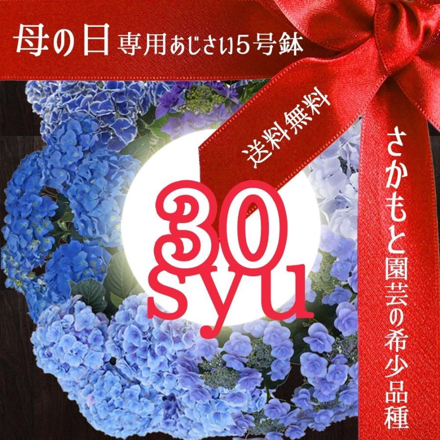 ディープブルー ブルーアース 母の日 達人のあじさい さかもと園芸 プレゼント アジサイ 鉢植え 送料無料 鉢花 Ajisai Deepblueearth01 群馬の鉢花カオプストア 通販 Yahoo ショッピング