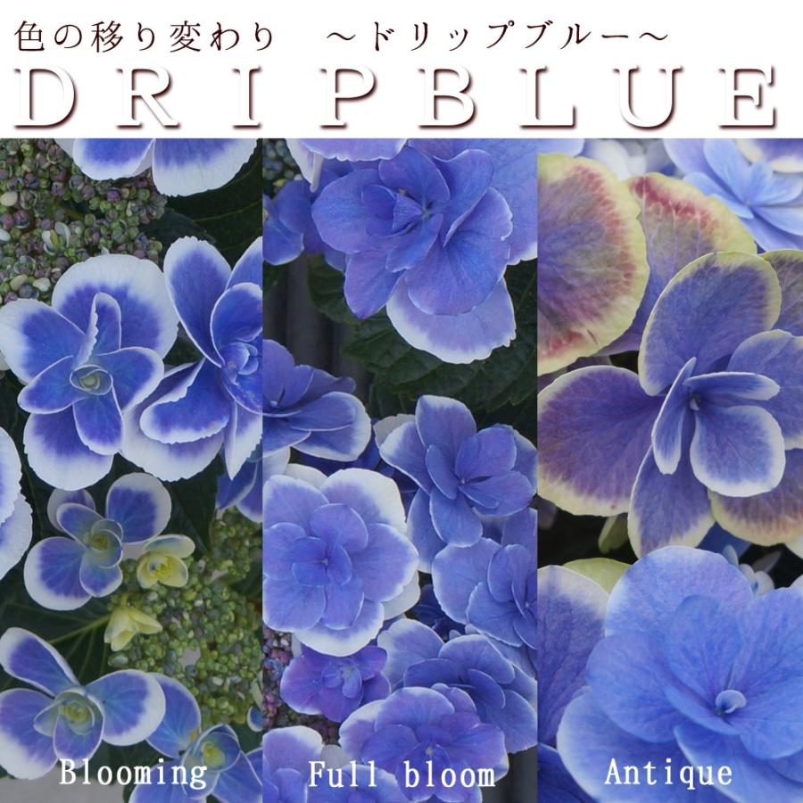 ドリップブルー 母の日 達人のあじさい さかもと園芸 プレゼント アジサイ 鉢植え 鉢花 Ajisai Drip Blue01 群馬の鉢花カオプストア 通販 Yahoo ショッピング
