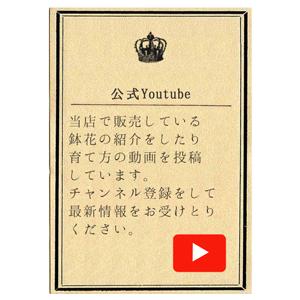 ドリップピンク 母の日 達人のあじさい さかもと園芸 プレゼント アジサイ 鉢植え 鉢花 Ajisai Drip Pink01 群馬の鉢花カオプストア 通販 Yahoo ショッピング