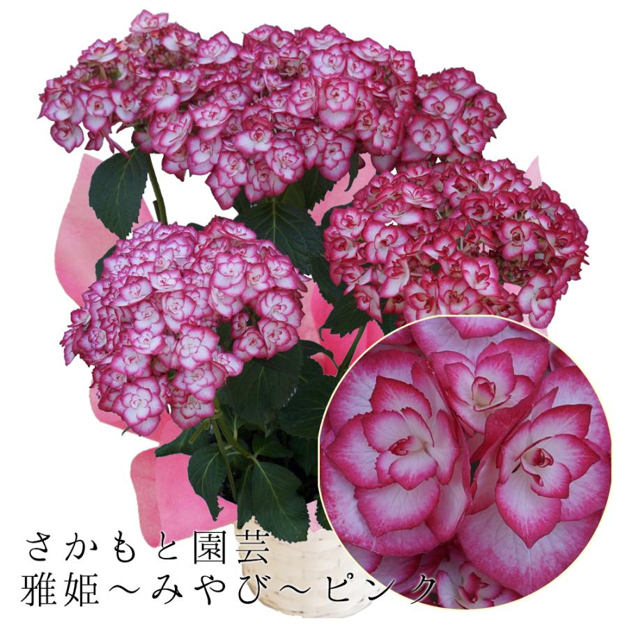 雅姫 みやび ピンク 母の日ギフト 達人のあじさい さかもと園芸 プレゼント アジサイ 鉢植え 鉢花 Ajisai E R 群馬の鉢花カオプストア 通販 Yahoo ショッピング