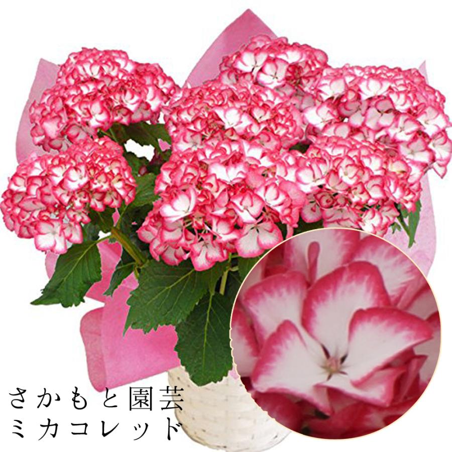 ミカコレッド 母の日 達人のあじさい さかもと園芸 ジャパーニュ プレゼント アジサイ 鉢植え 送料無料 鉢花 Ajisai Ja Mikakored01 群馬の鉢花カオプストア 通販 Yahoo ショッピング