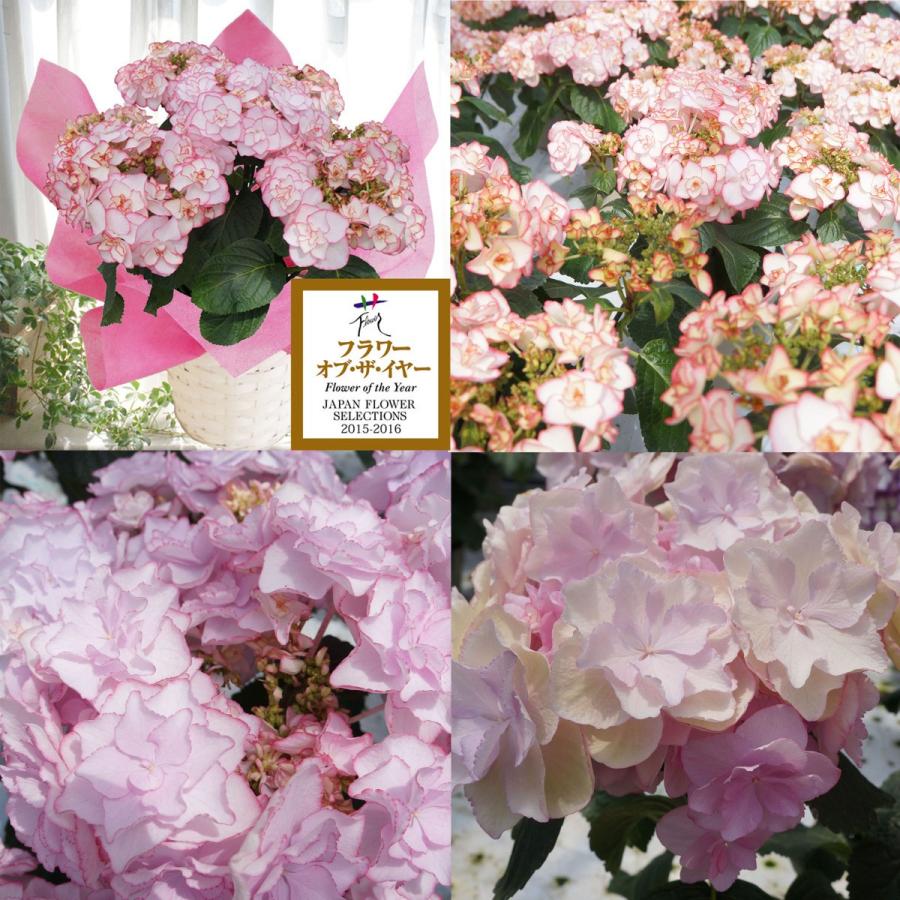 母の日ギフト さかもと園芸のあじさい Keiko ケイコ プレゼント アジサイ 鉢植え フラワーオブザイヤー Ajisai Keiko01 群馬の鉢花カオプストア 通販 Yahoo ショッピング