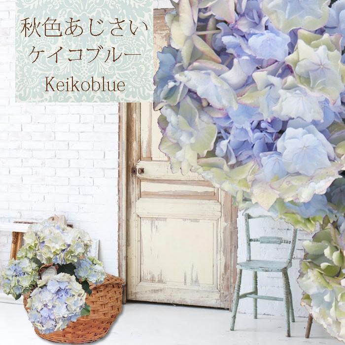 夏色 秋色ケイコブルー さかもと園芸 夏色 秋色あじさい アンティークアジサイ ポージィブーケ Ajisai Keikoblue Akiiro01 群馬の鉢花カオプストア 通販 Yahoo ショッピング