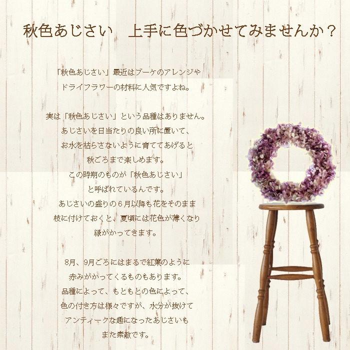 夏色 秋色ケイコブルー さかもと園芸 夏色 秋色あじさい アンティークアジサイ ポージィブーケ Ajisai Keikoblue Akiiro01 群馬の鉢花カオプストア 通販 Yahoo ショッピング