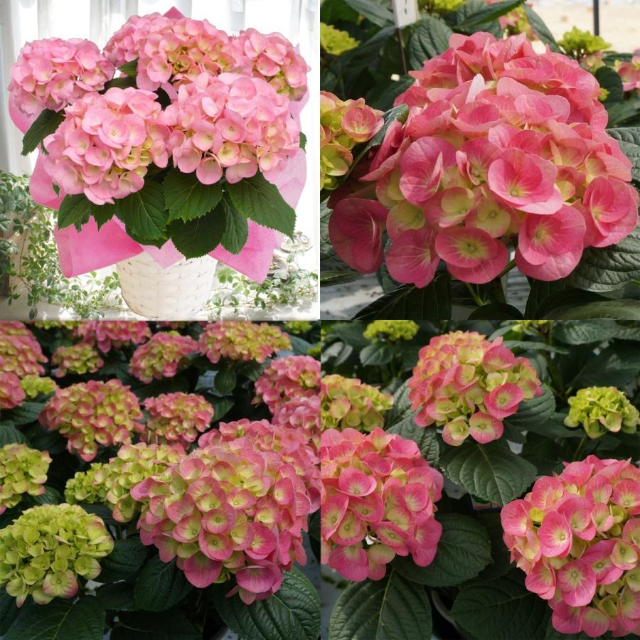 ミセスクミコ 3月下旬発送 さかもと園芸 達人のあじさい ミセスクミコ 3月下旬発送 プレゼント アジサイ 鉢植え 入学式 Ajisai Misesukumiko01 群馬の鉢花カオプストア 通販 Yahoo ショッピング