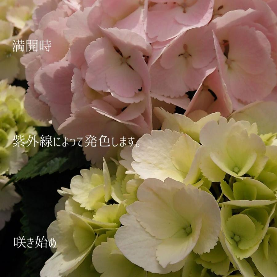 早咲あじさい10種 達人のあじさい さかもと園芸 プレゼント アジサイ 鉢植え 卒園 卒業 入園 入学 Ajisai Hayasaki5 01 群馬の鉢花カオプストア 通販 Yahoo ショッピング