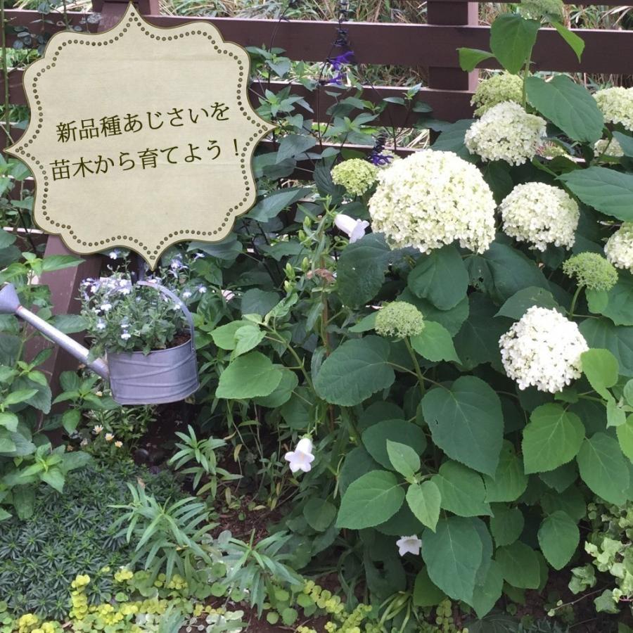 あじさい ディープブルー苗木 人気品種あじさい苗木 さかもと園芸 5号