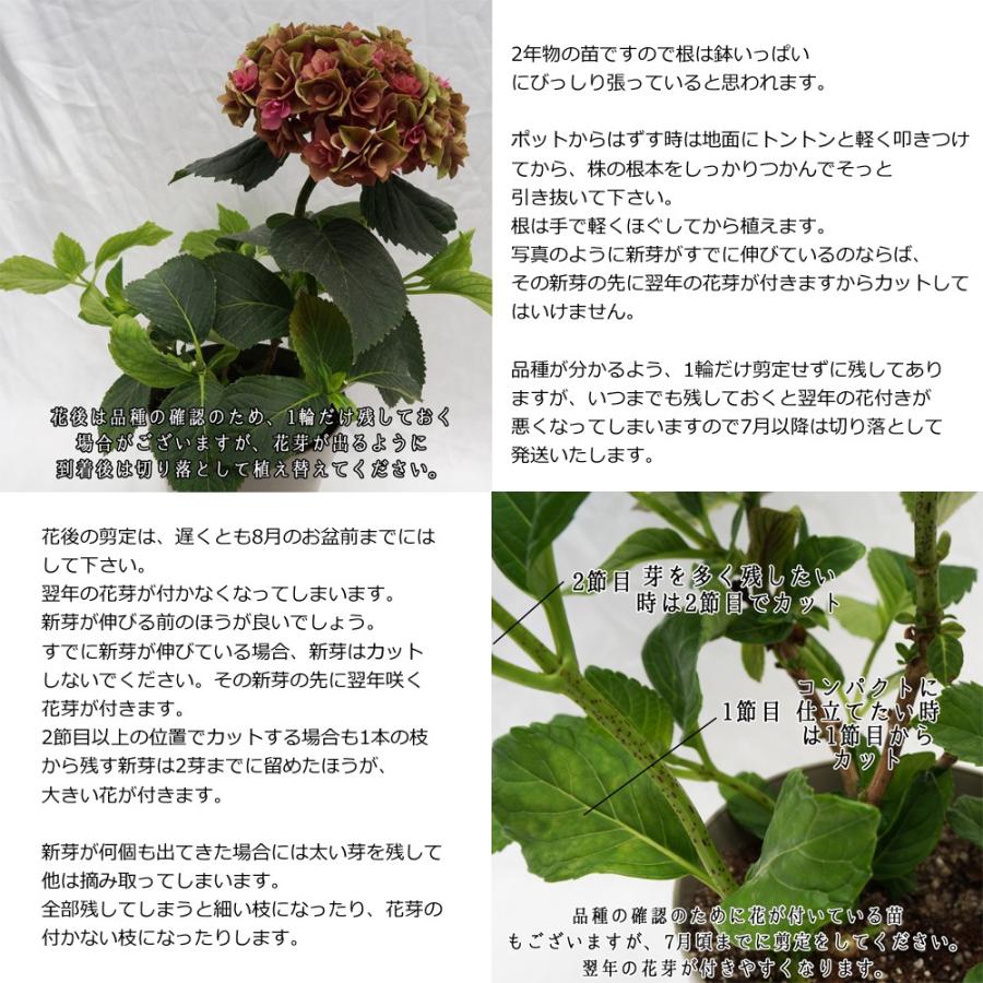 グレイス苗木 人気品種あじさい苗木 5号鉢 ２年物の充実株 庭木 花木 Ajisai Nae Grace 群馬の鉢花カオプストア 通販 Yahoo ショッピング