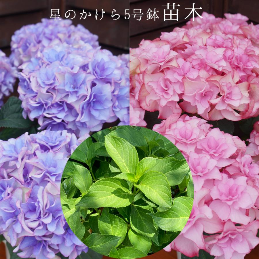 ①*:ஐさかもと園芸・２種*:ஐ紫陽花・苗木【星のかけら・シャルム】苗・５号 ①*:ஐさかもと園芸・2種*:ஐ紫陽花・苗木【星のかけら